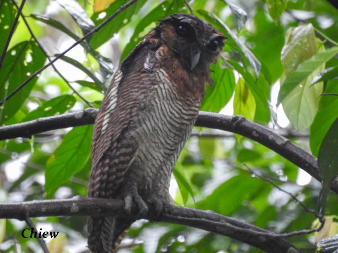 Brown Wood-Owl - ML637405904