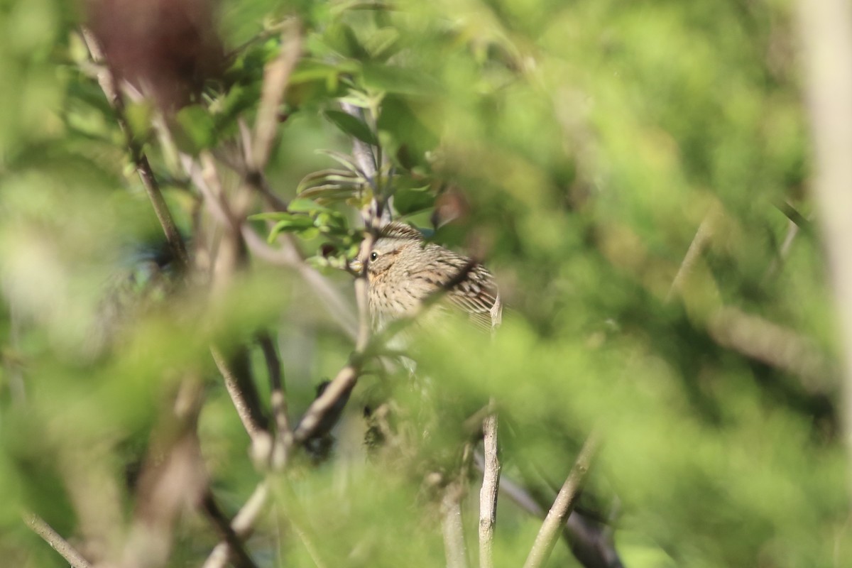 Lincoln's Sparrow - ML637405940