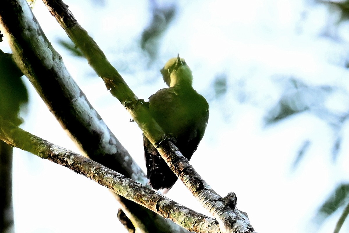 Heart-spotted Woodpecker - ML637405949