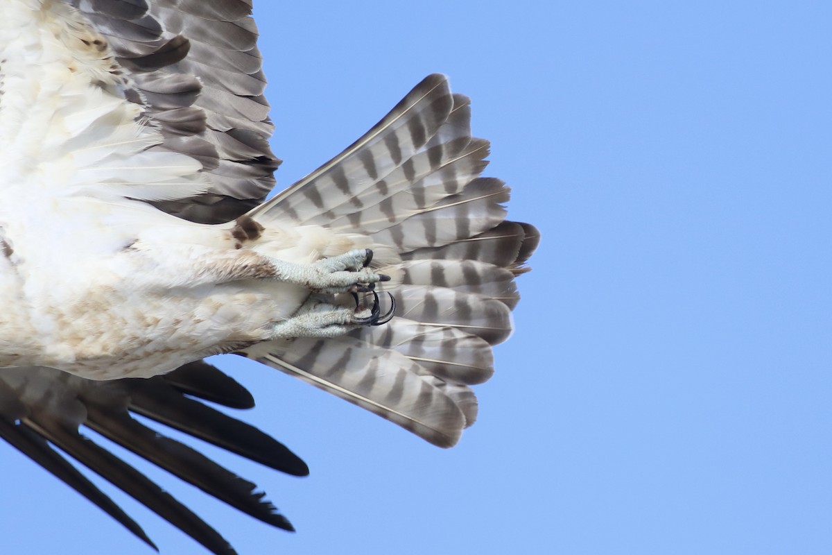 Fischadler (carolinensis) - ML637405993