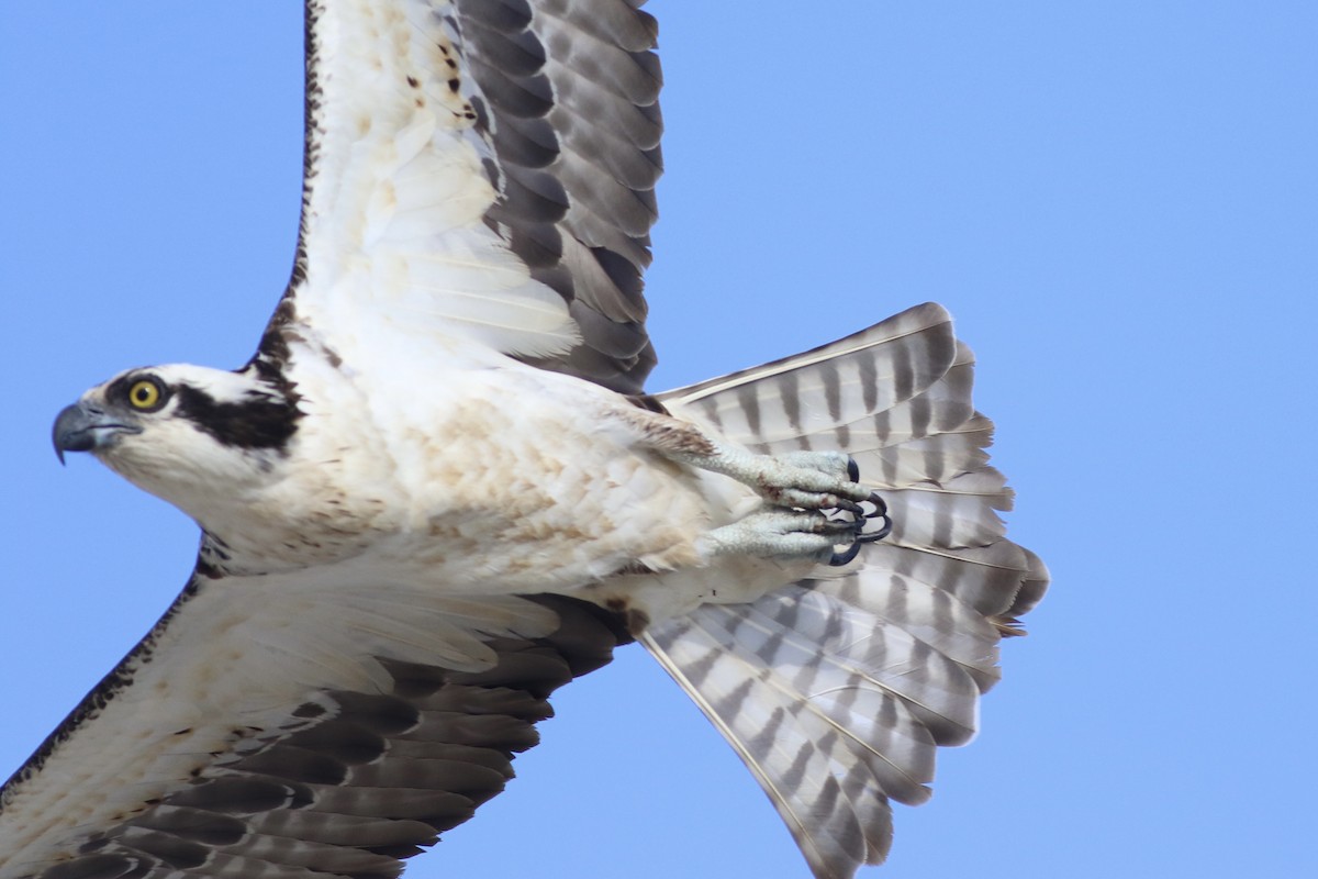 Fischadler (carolinensis) - ML637405997