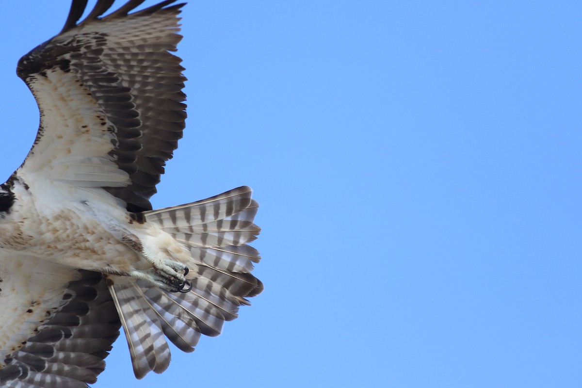 Fischadler (carolinensis) - ML637405998
