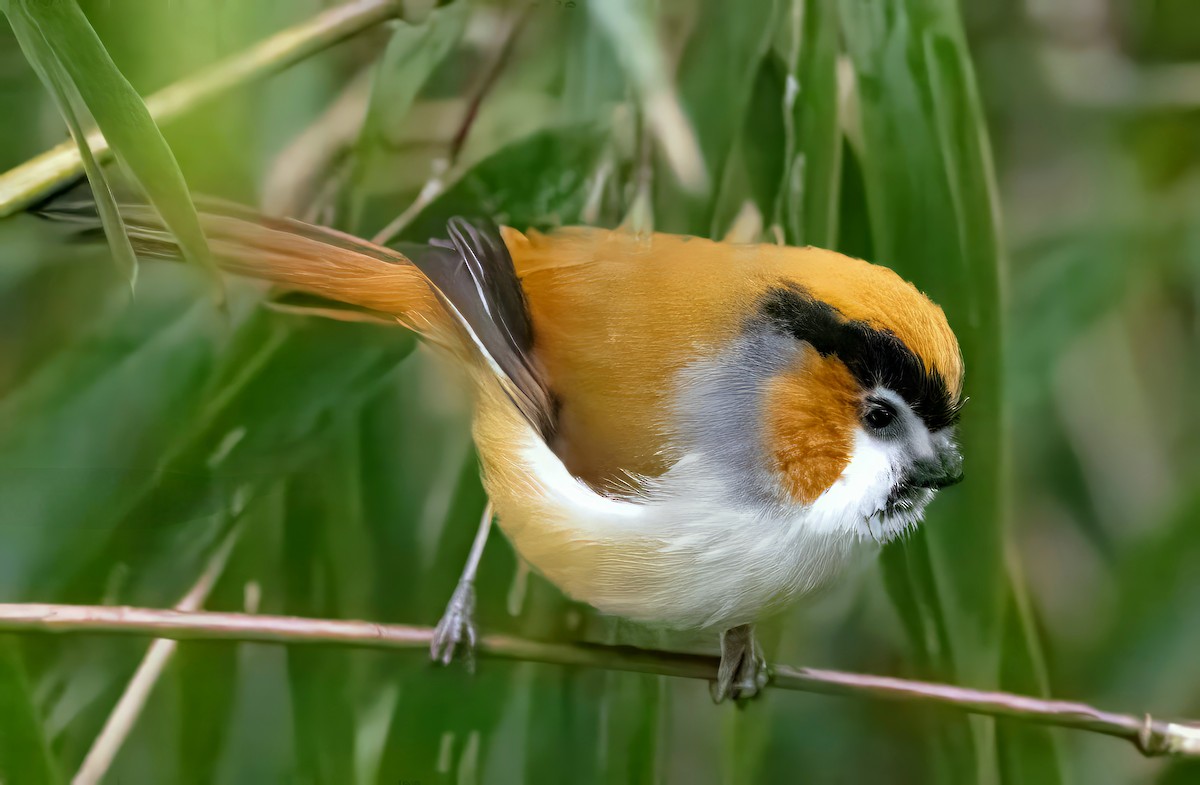 Black-throated Parrotbill - ML637406005