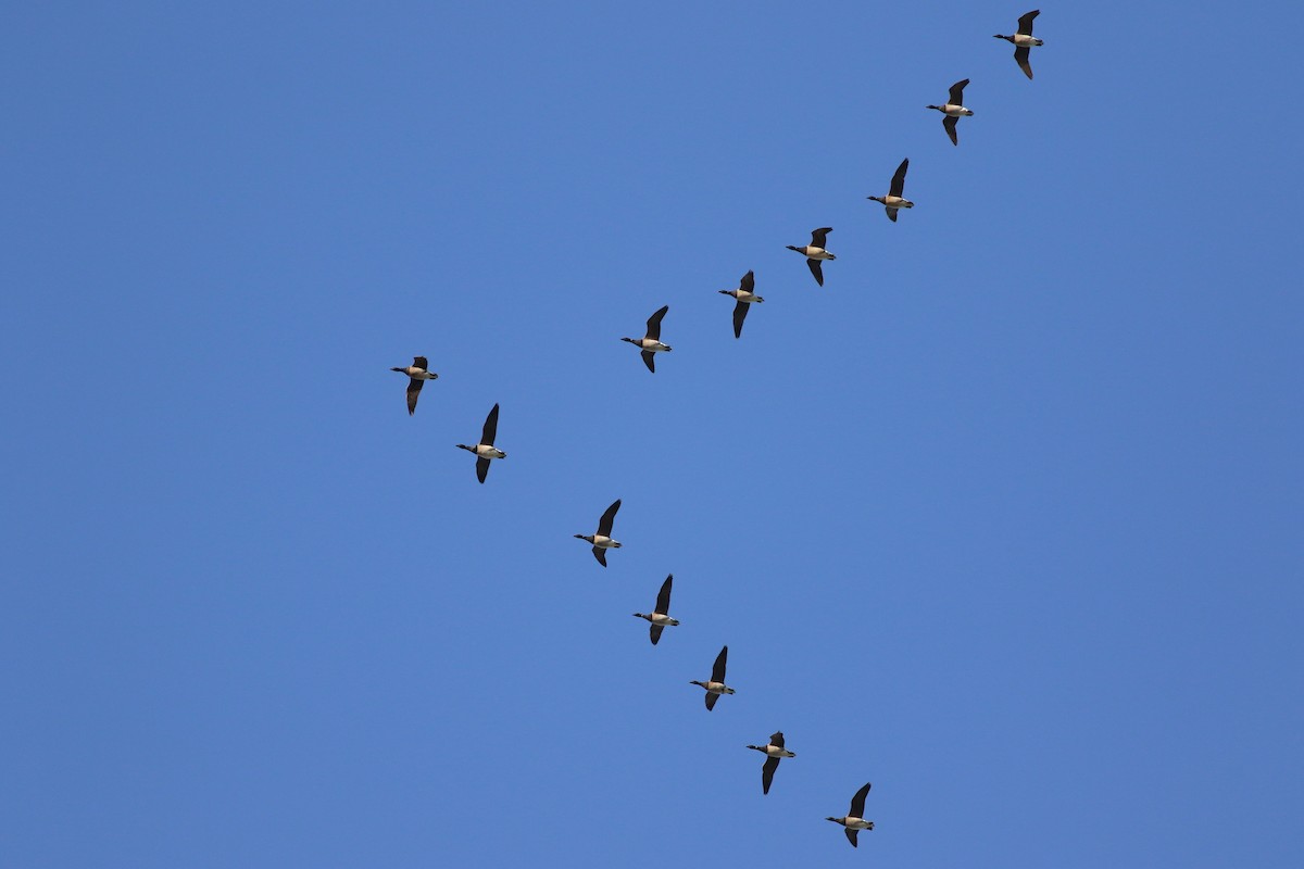 Brant (Atlantic) - ML637406007