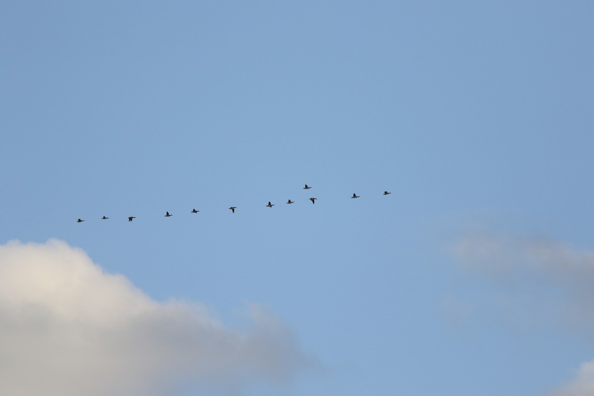 Brant (Atlantic) - ML637406011