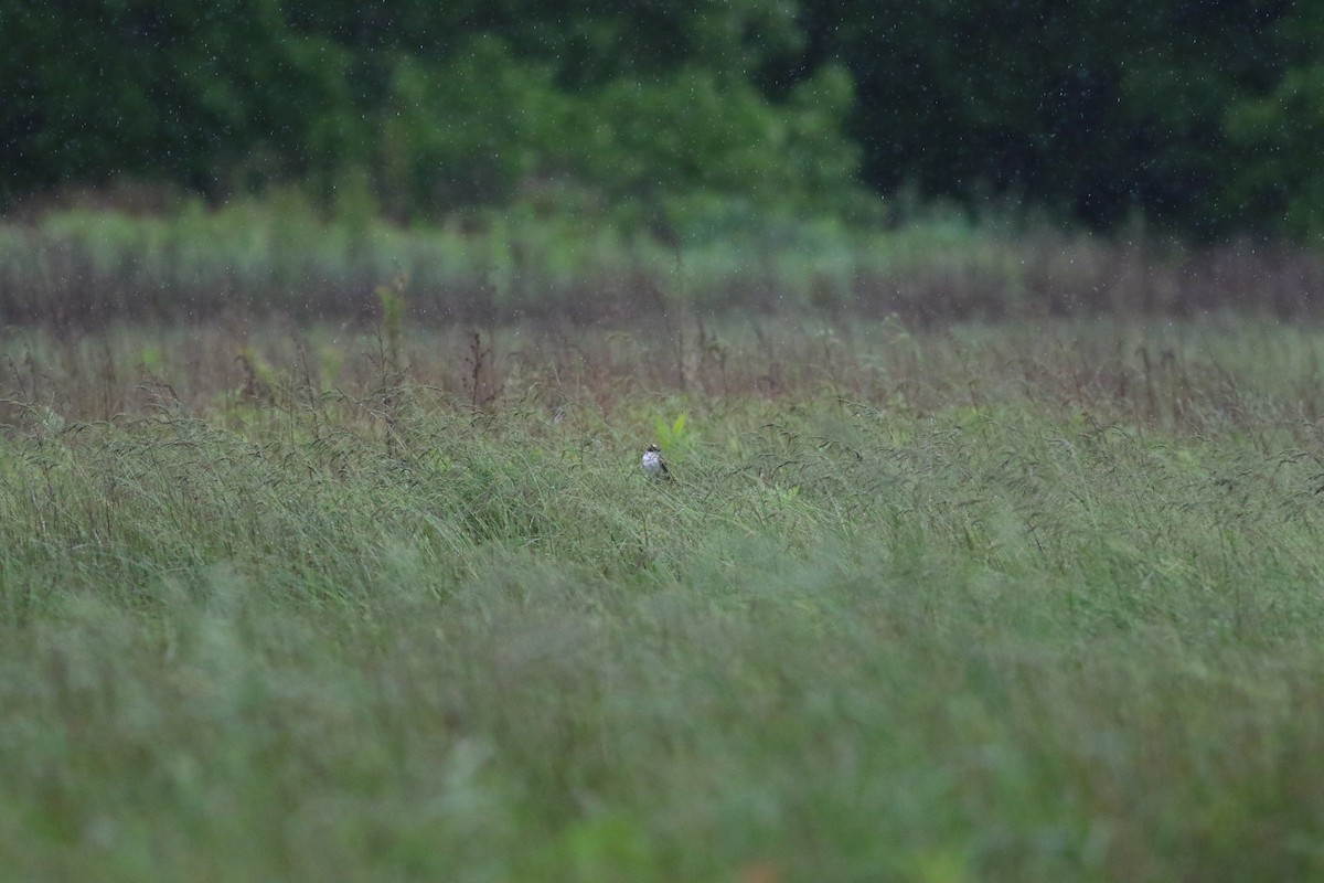 Fork-tailed Flycatcher - ML637406014