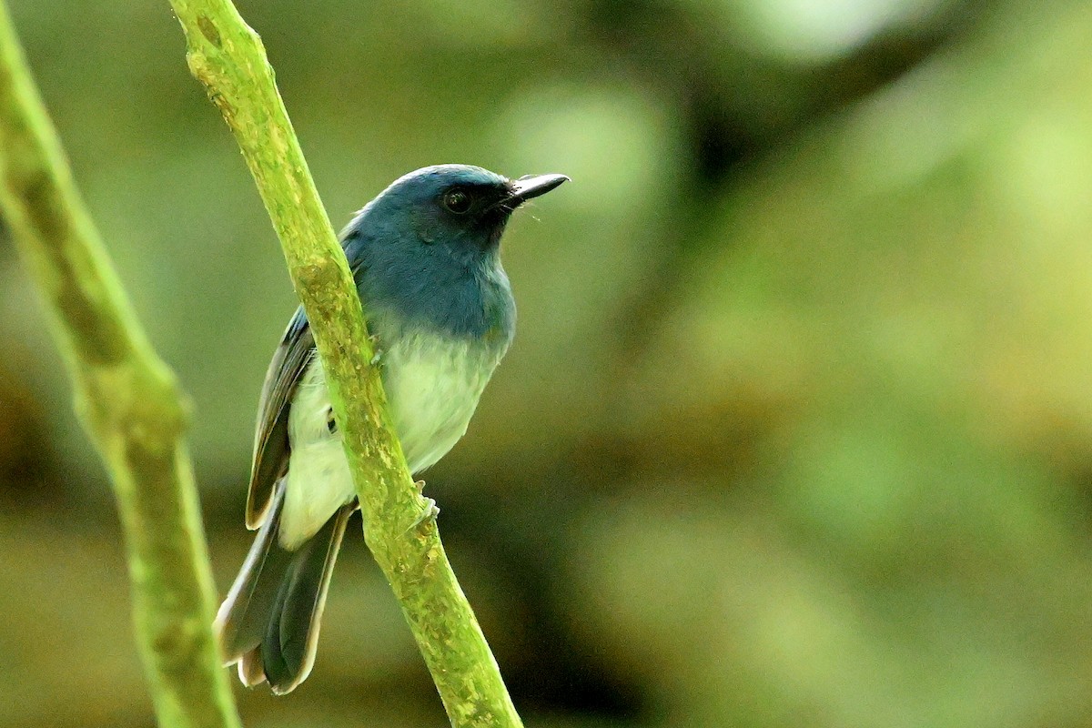 White-bellied Blue Flycatcher - ML637406015
