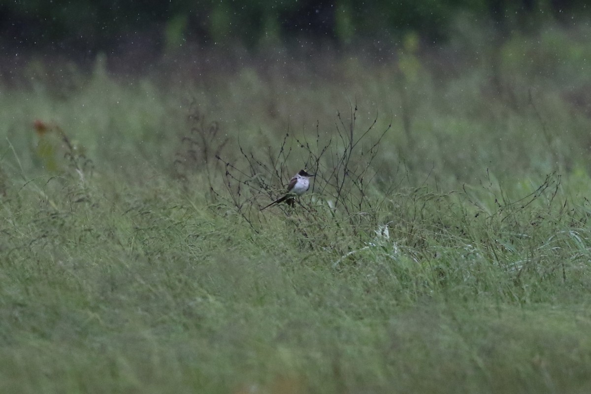 Fork-tailed Flycatcher - ML637406019