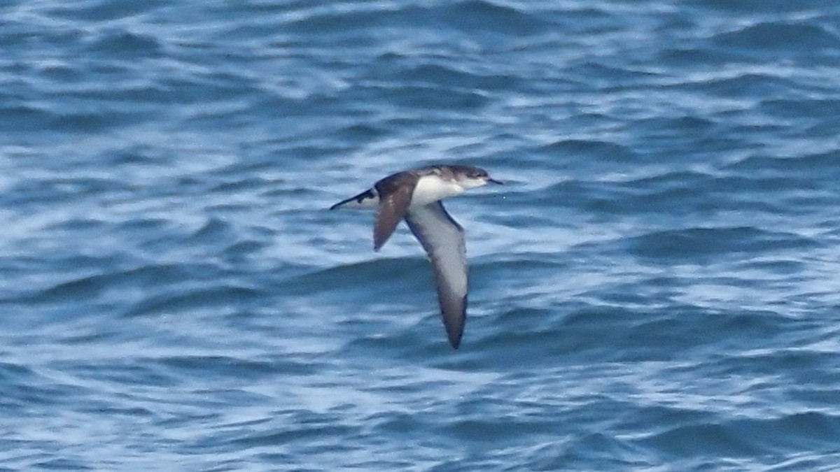 Manx Shearwater - ML637406084
