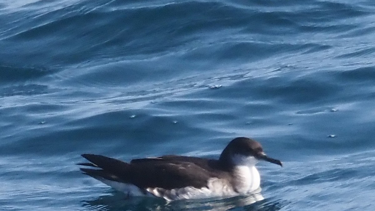 Manx Shearwater - ML637406097