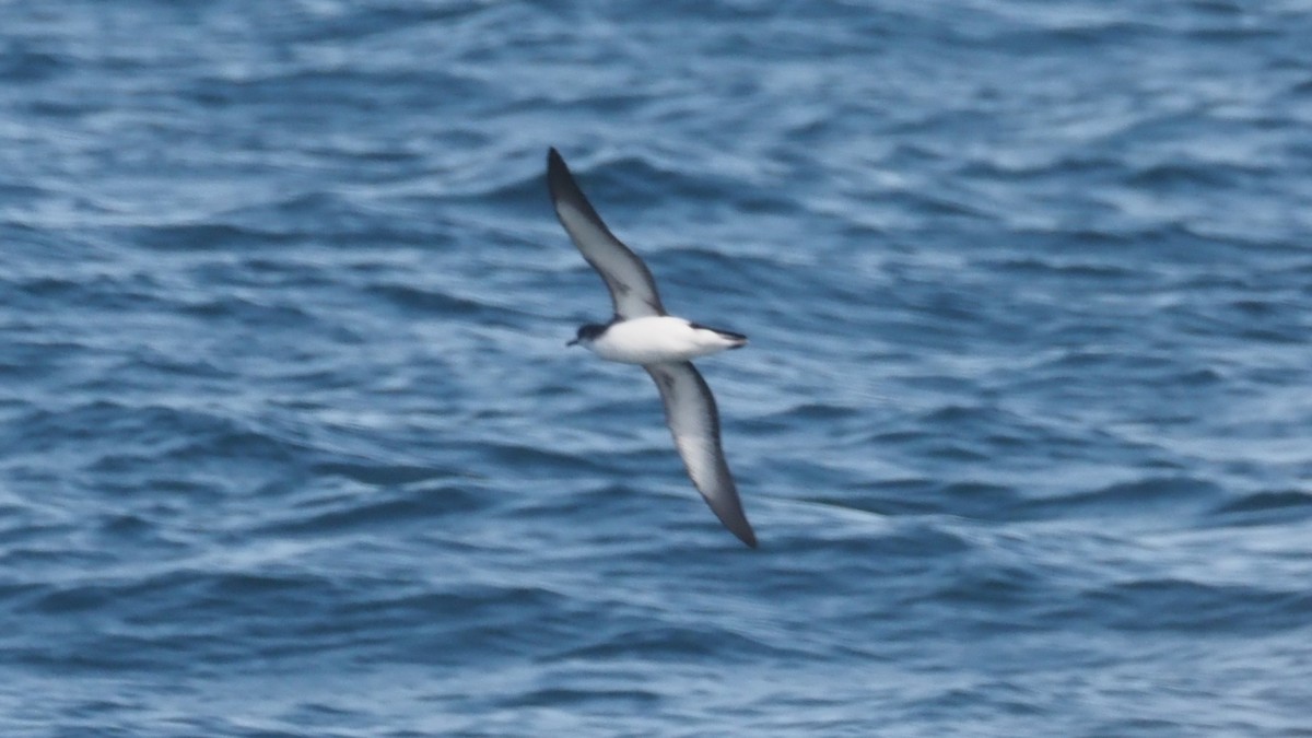 Manx Shearwater - ML637406098