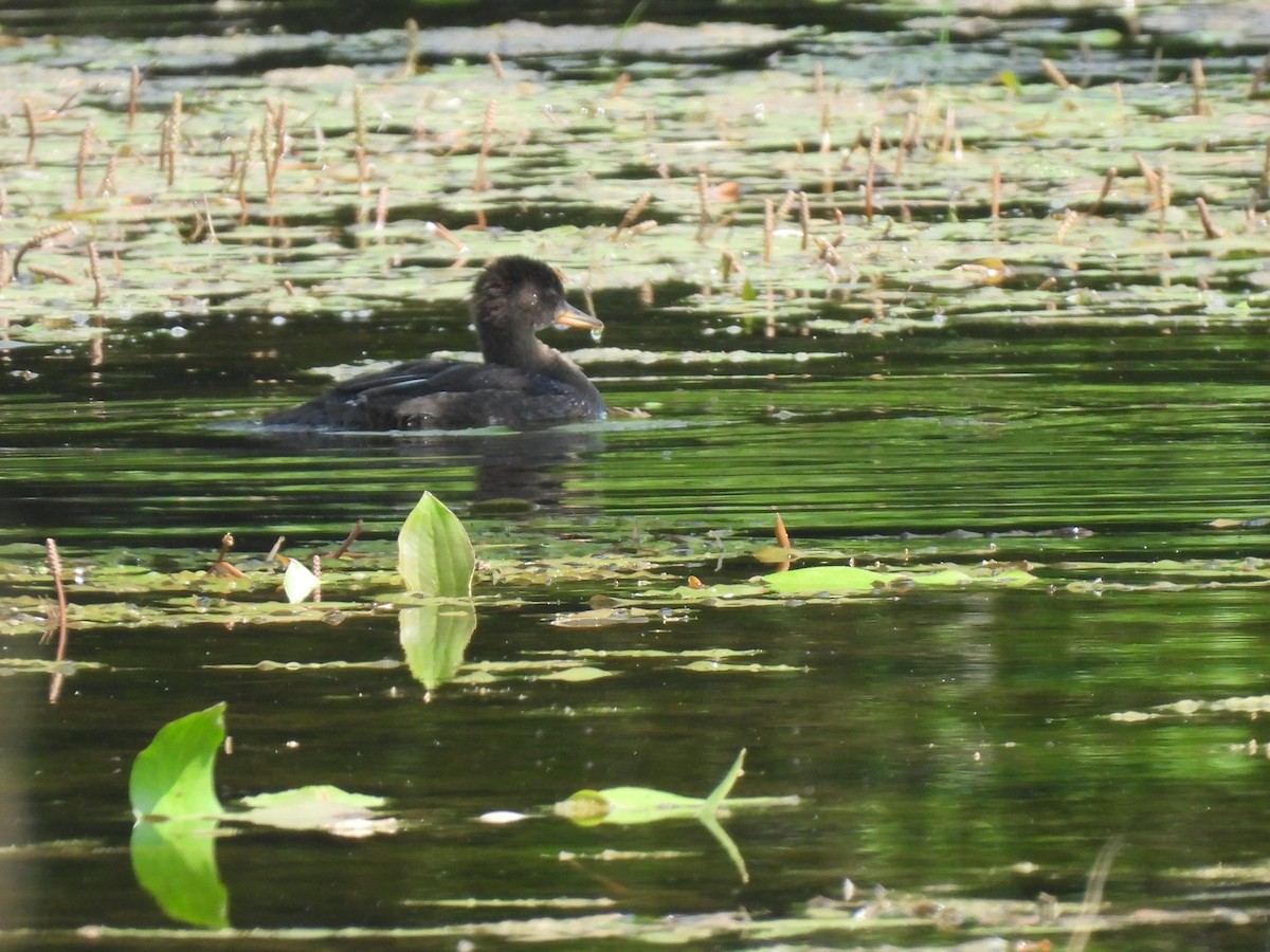 Hooded Merganser - ML637406202