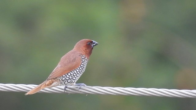 Scaly-breasted Munia - ML637406210