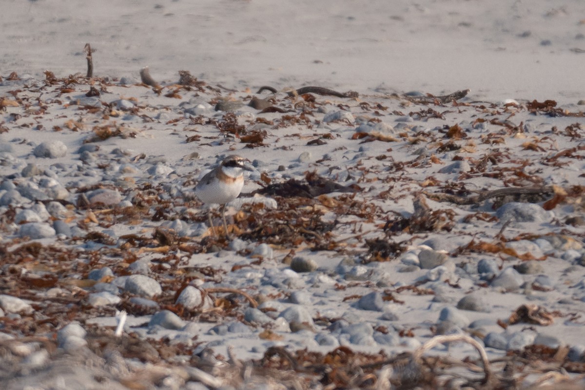 Greater Sand-Plover - ML637406220