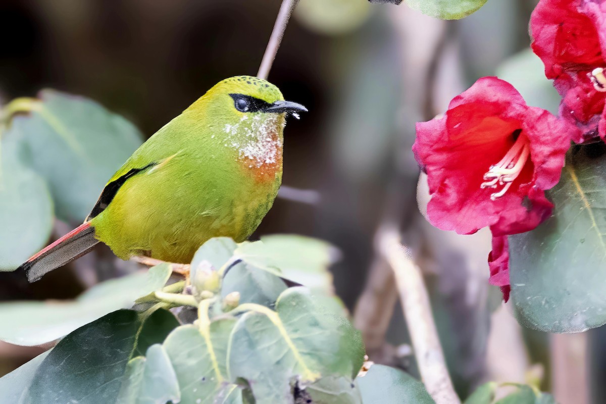 Fire-tailed Myzornis - ML637406247
