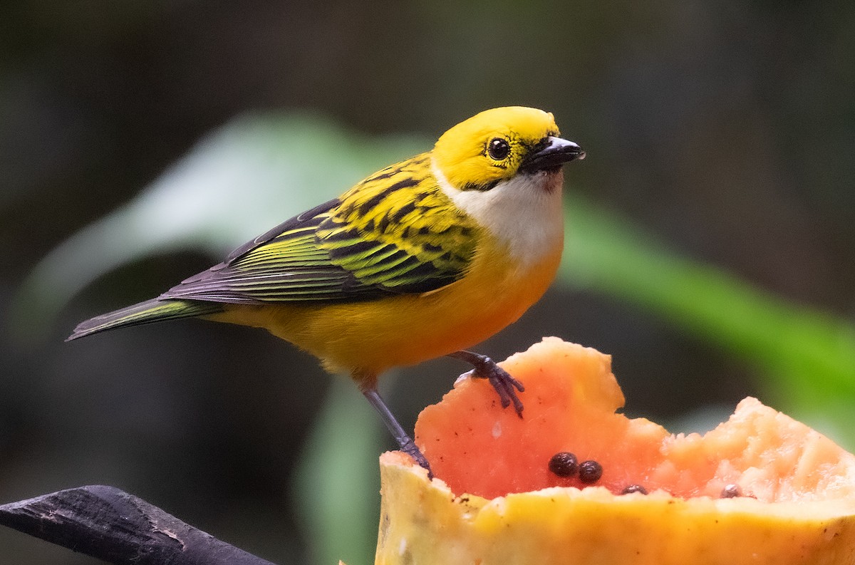 Silver-throated Tanager - ML637406252