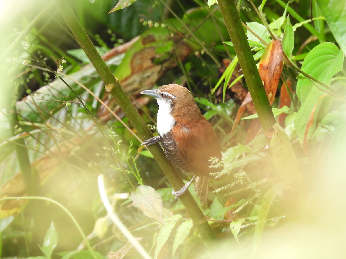 Black-bellied Wren - ML637406253