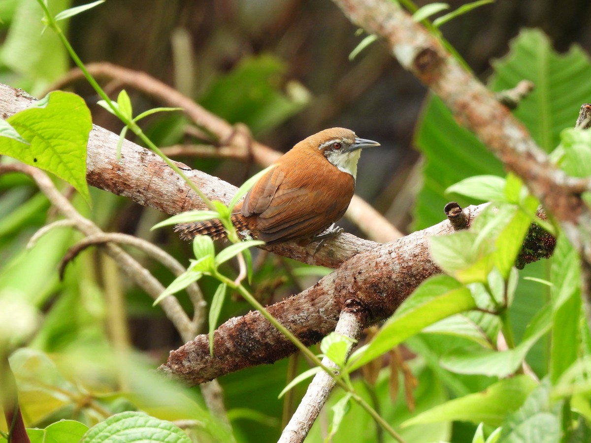 Black-bellied Wren - ML637406254