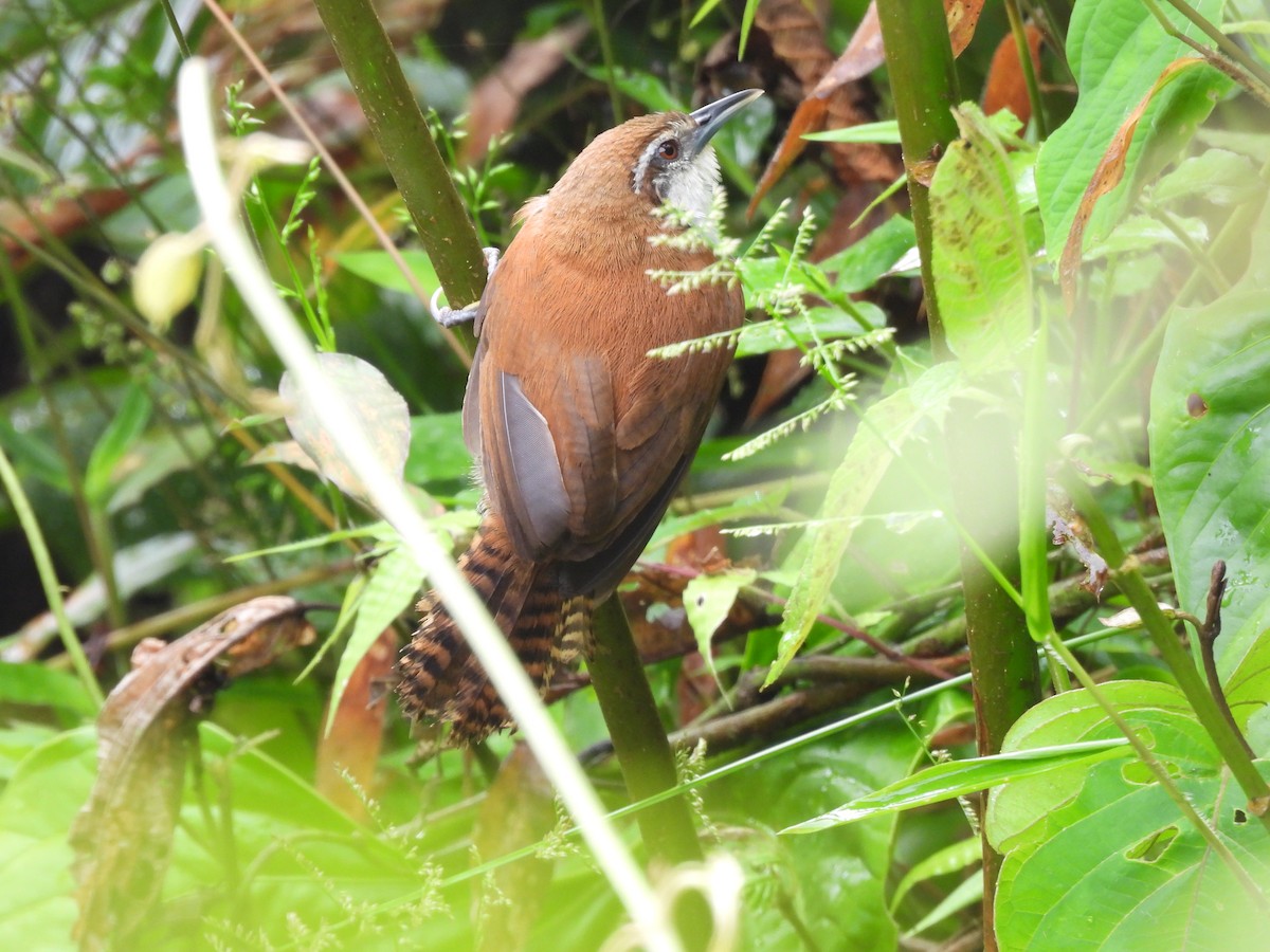 Black-bellied Wren - ML637406255
