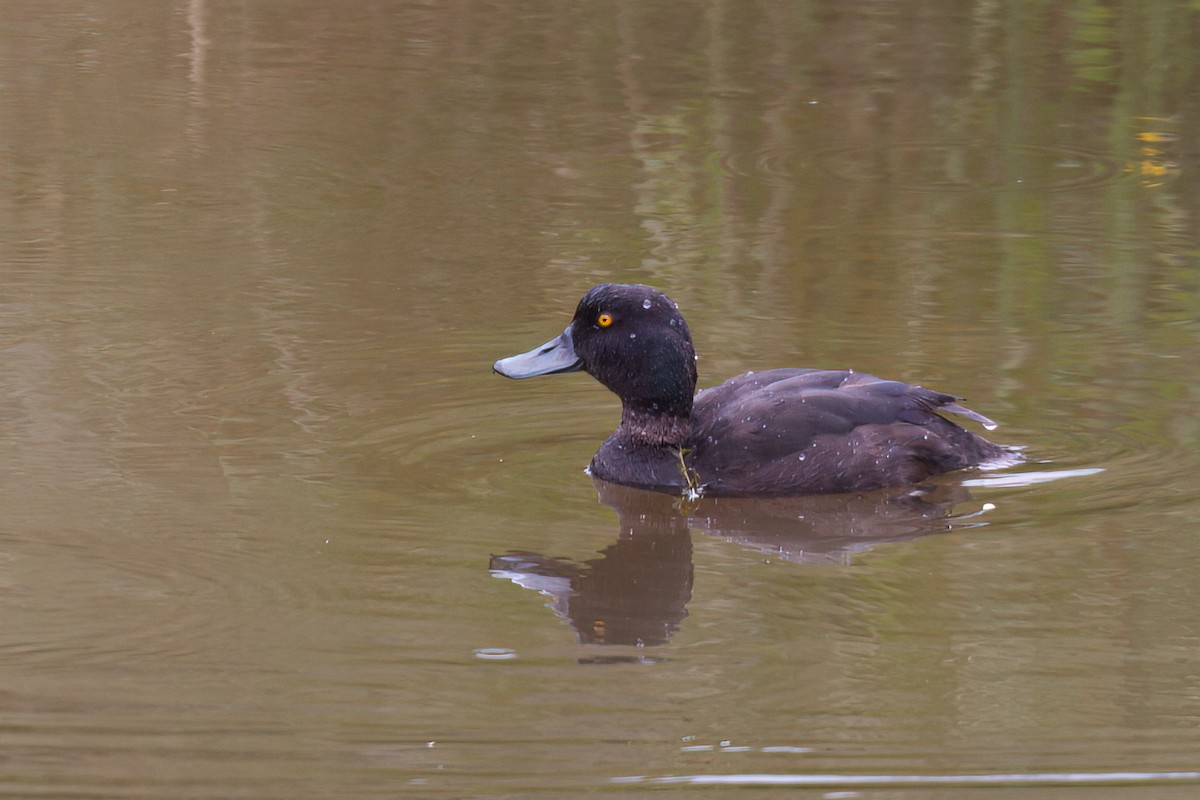 New Zealand Scaup - ML637406263