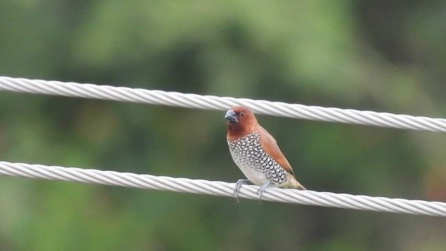 Scaly-breasted Munia - ML637406265