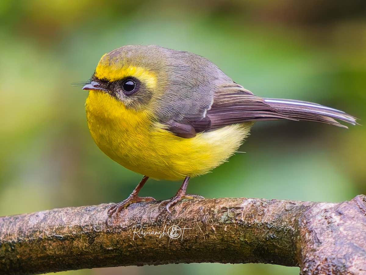 Yellow-bellied Fairy-Fantail - ML637406286