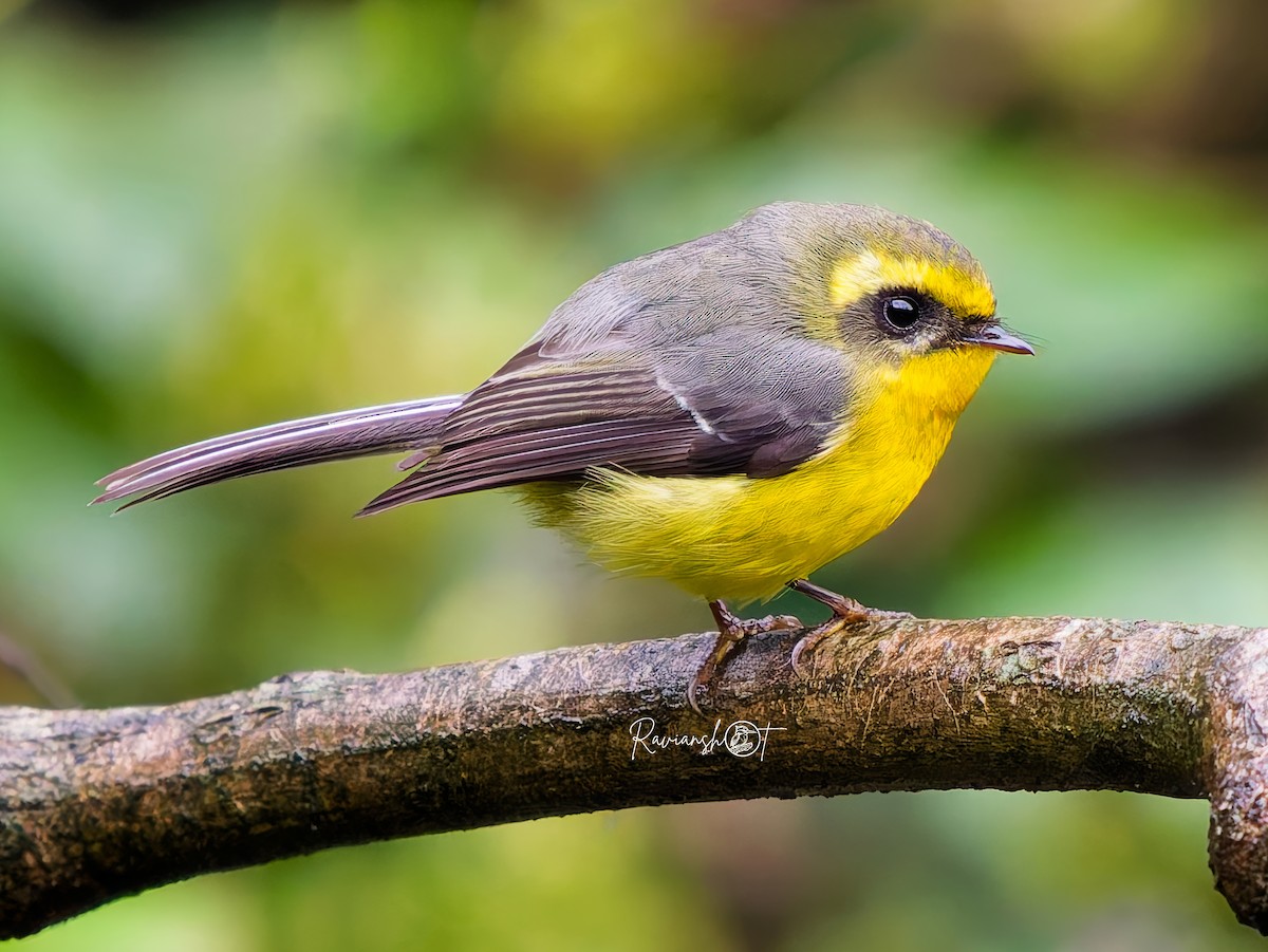 Yellow-bellied Fairy-Fantail - ML637406362