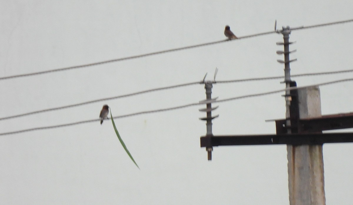 Scaly-breasted Munia - ML637406388