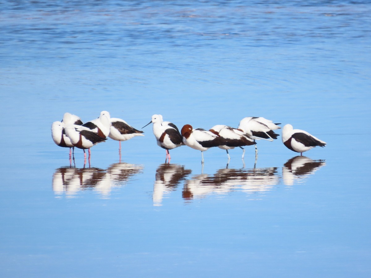 Banded Stilt - ML637406413