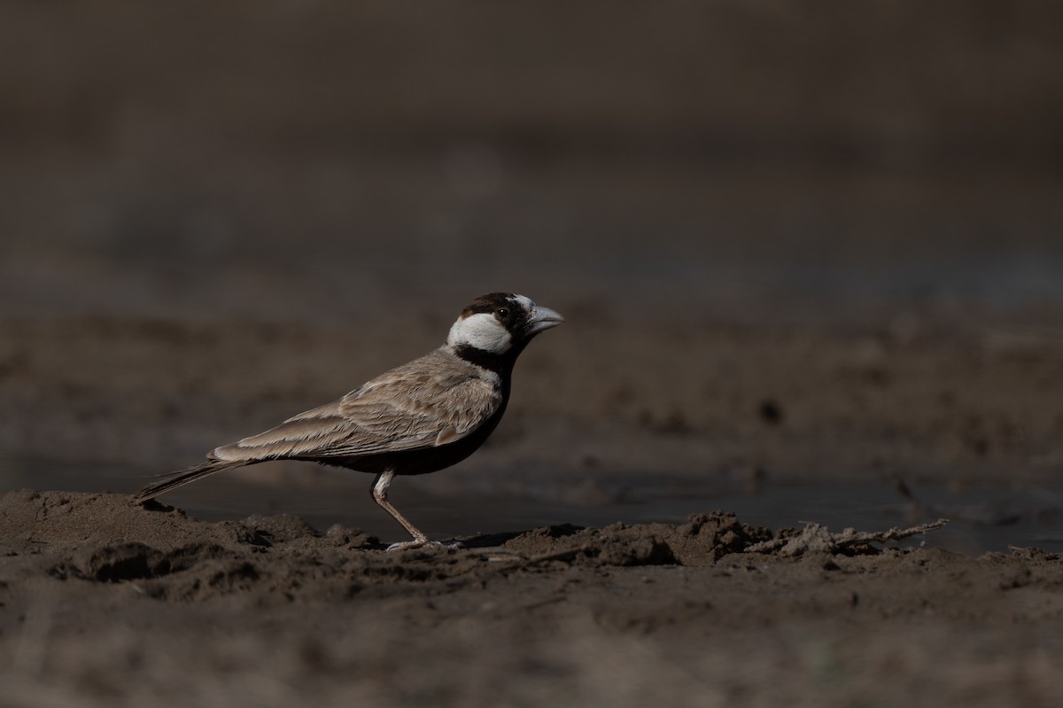 Black-crowned Sparrow-Lark - ML637406421