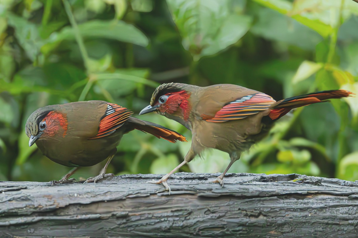 Garrulaxe à ailes rouges - ML637406432