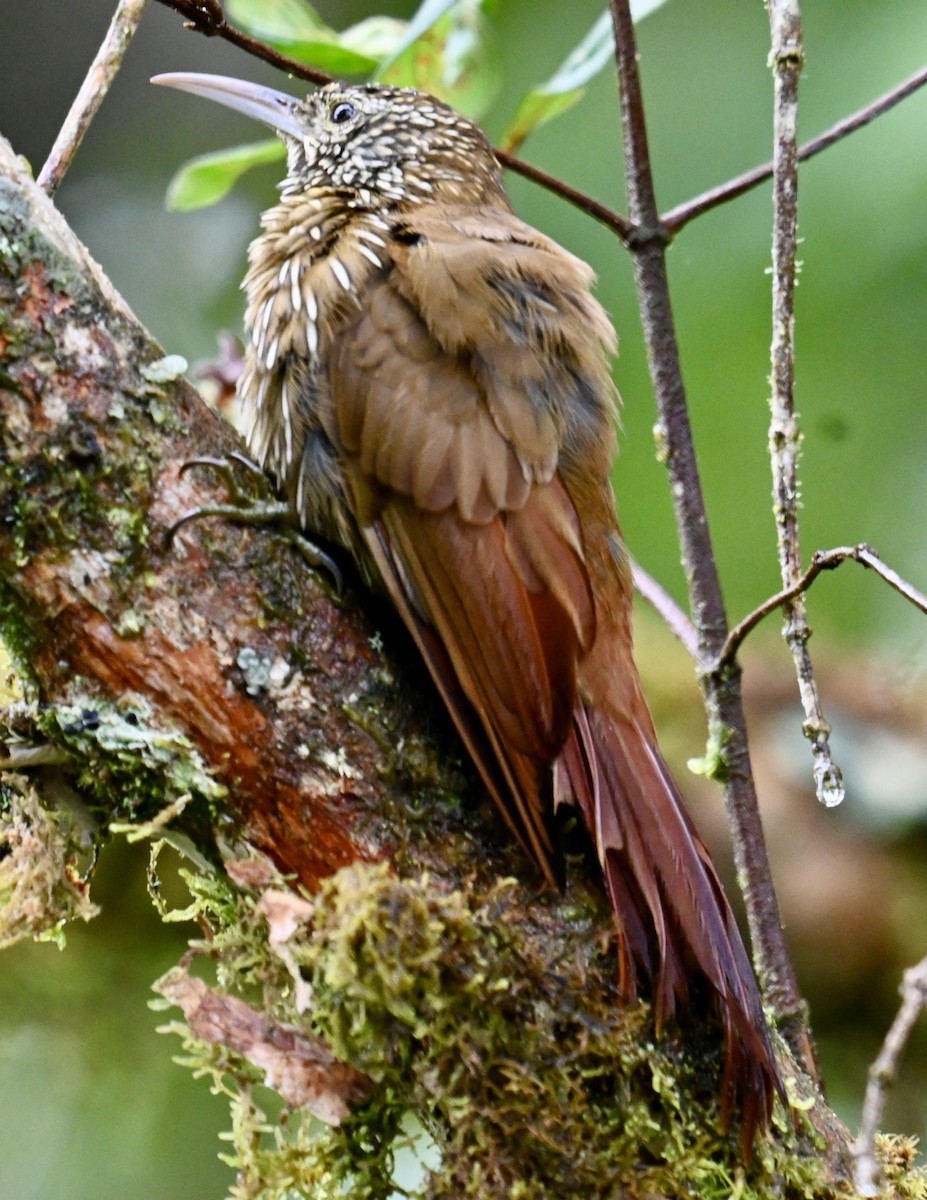Montane Woodcreeper - ML637406437
