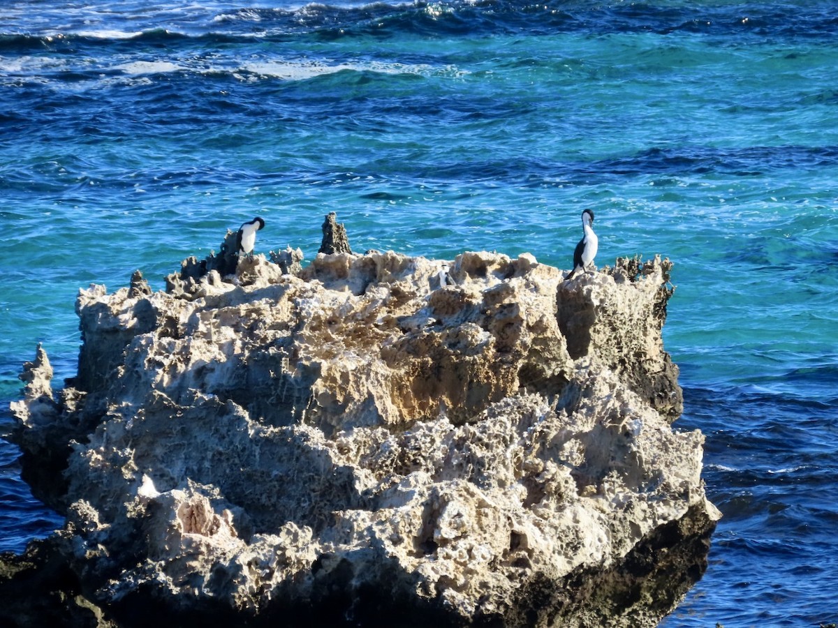 Pied Cormorant - ML637406438