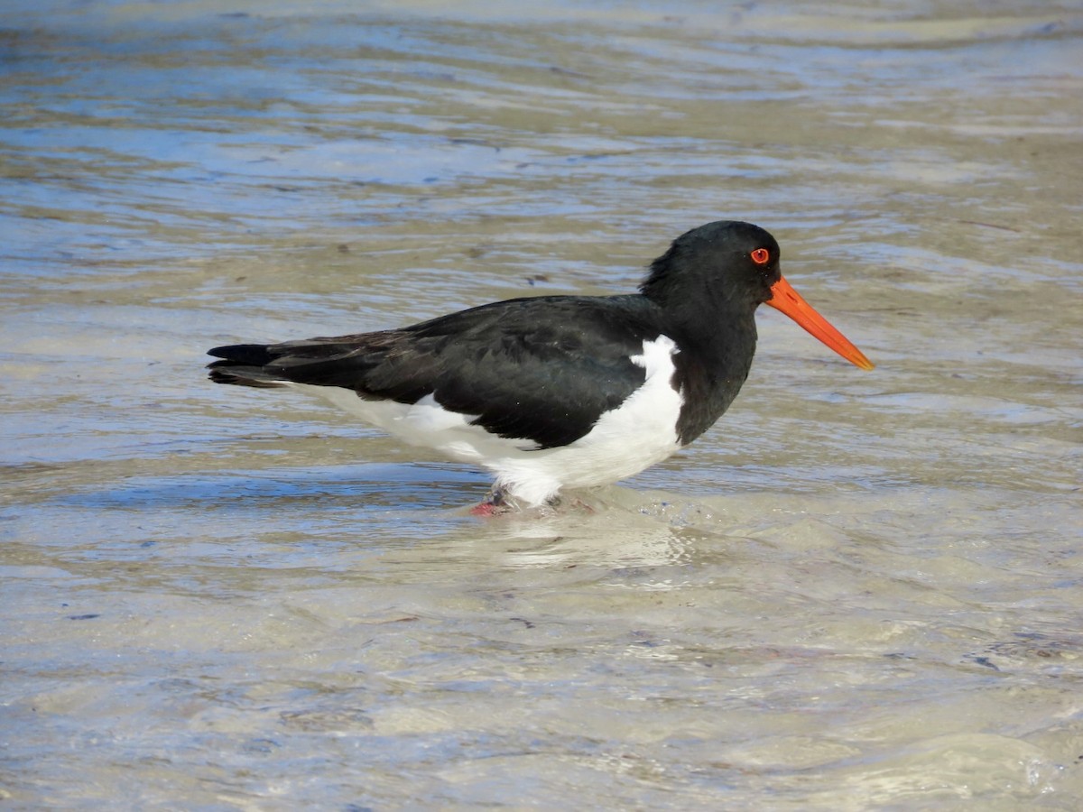 Pied Oystercatcher - ML637406440