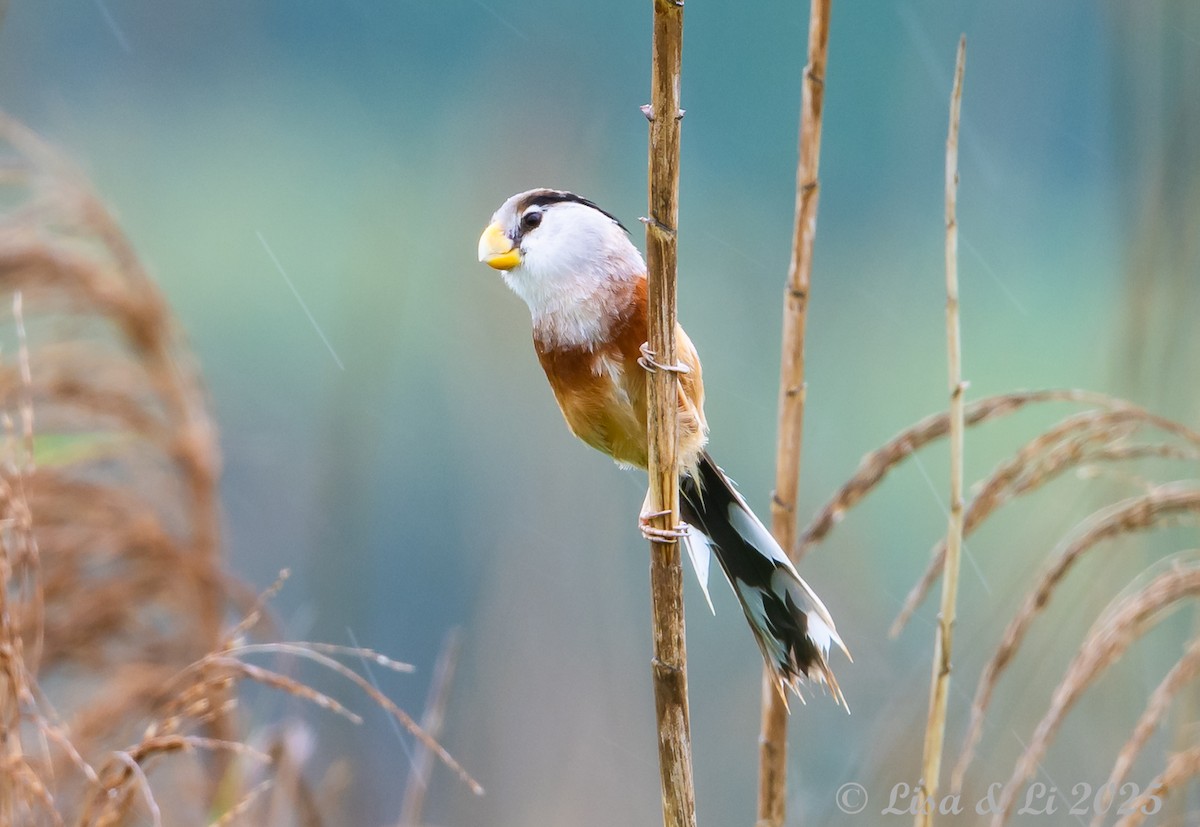 Reed Parrotbill (Reed) - ML637406465