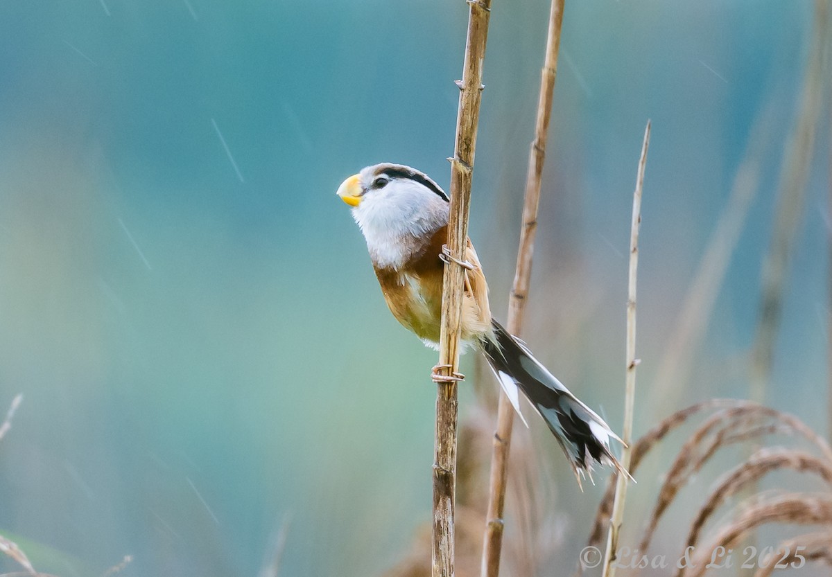Reed Parrotbill (Reed) - ML637406466