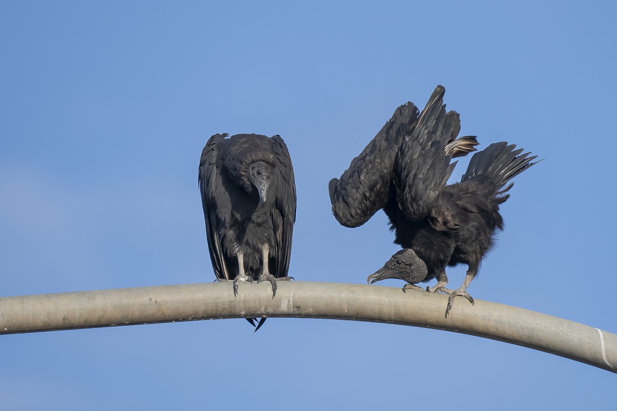 Black Vulture - ML637406544