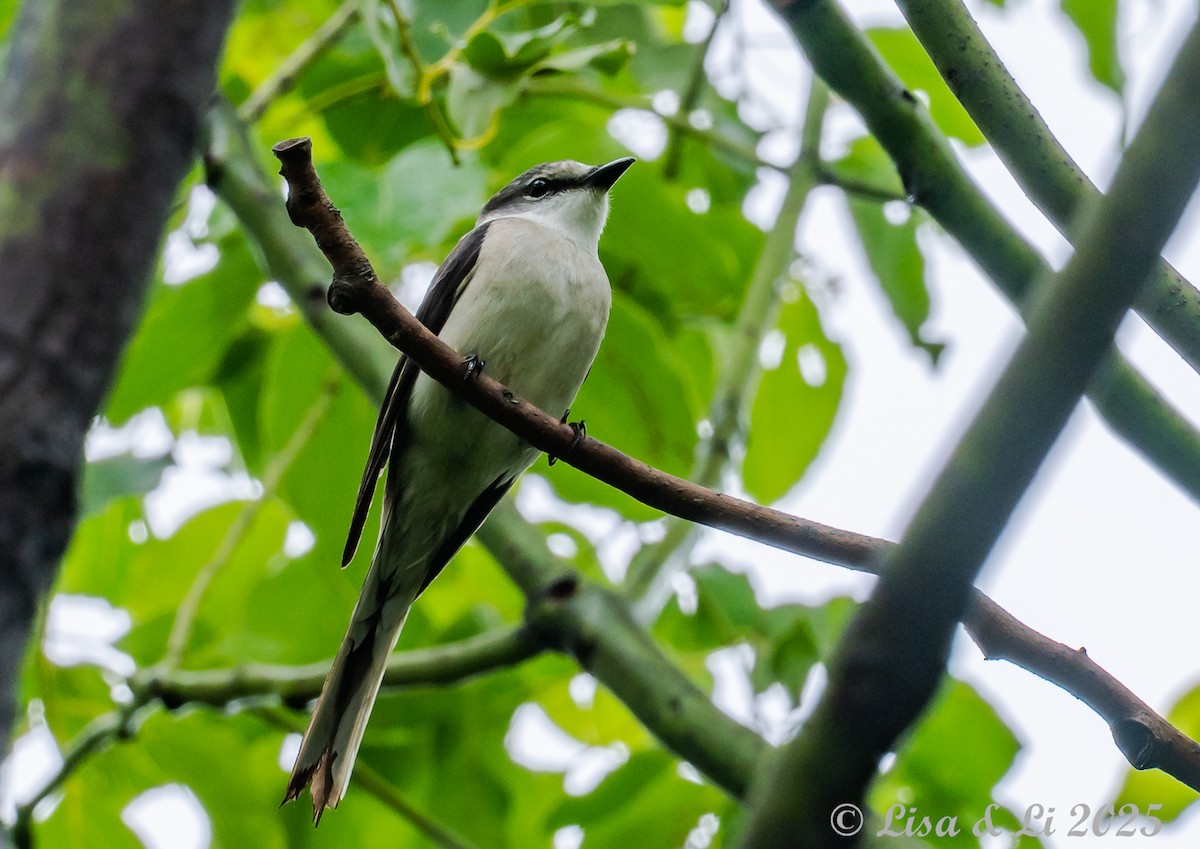 Brown-rumped Minivet - ML637406568