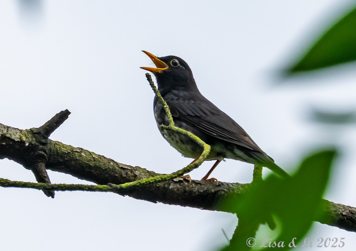 Japanese Thrush - ML637406582