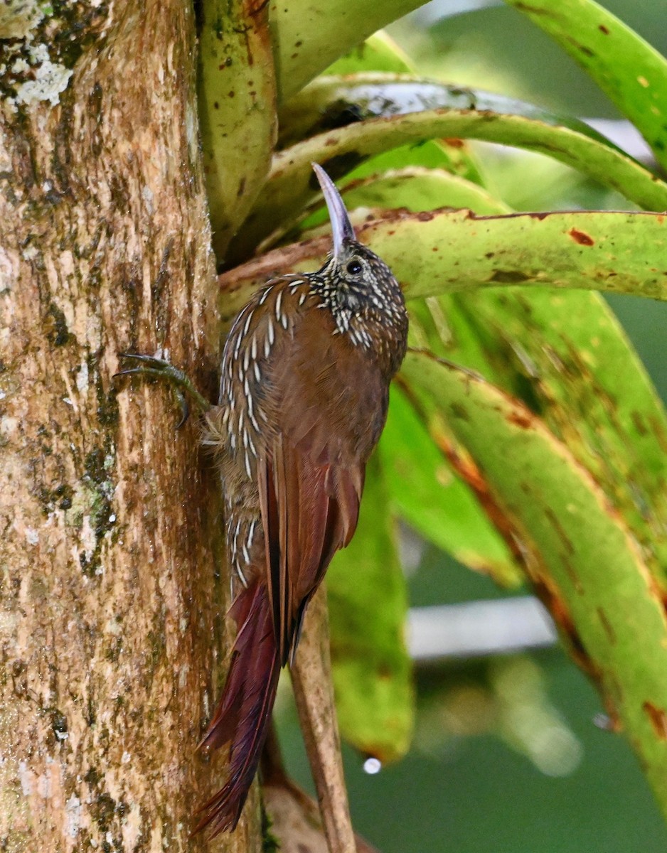 Montane Woodcreeper - ML637406589