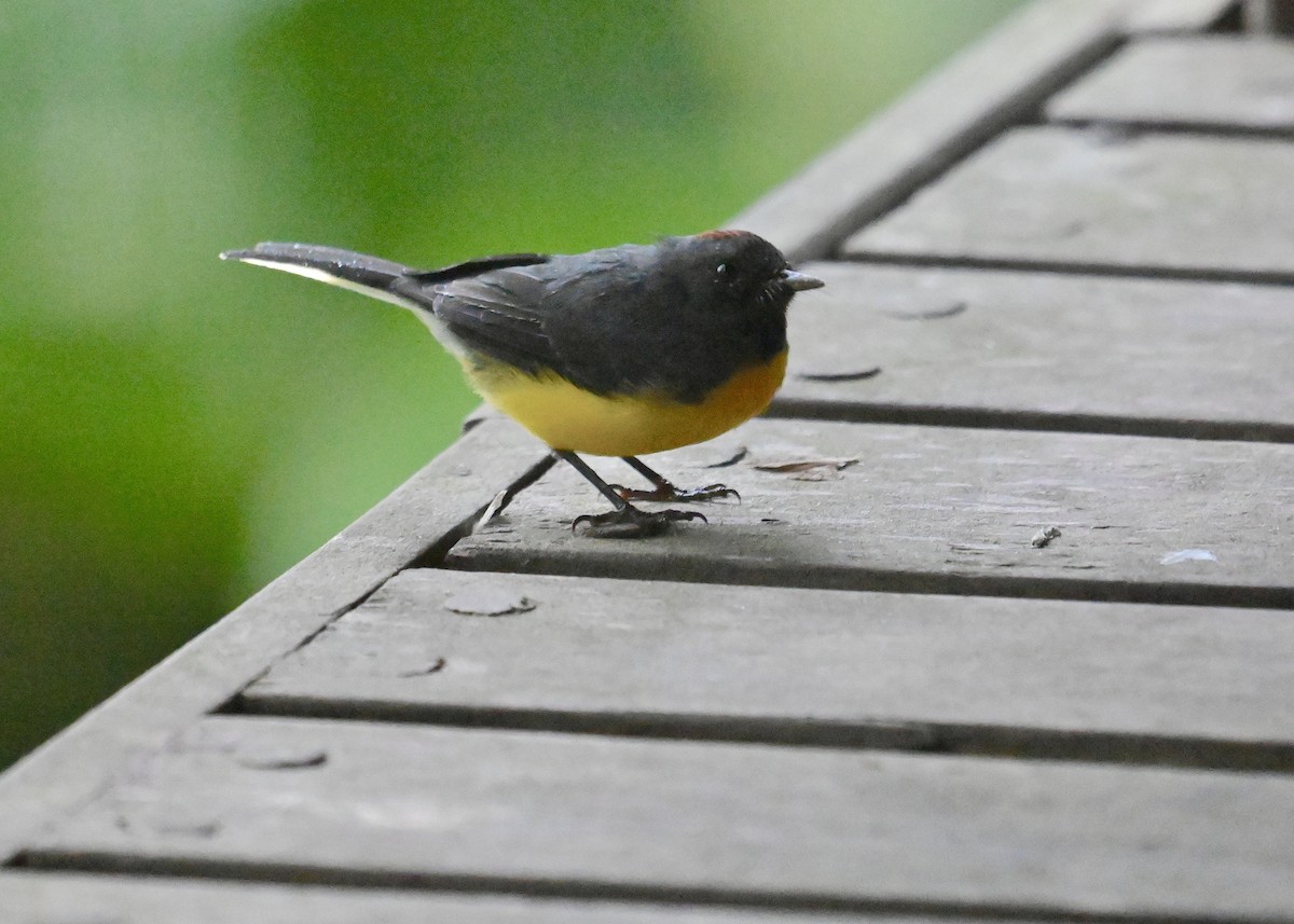 Slate-throated Redstart - ML637406663