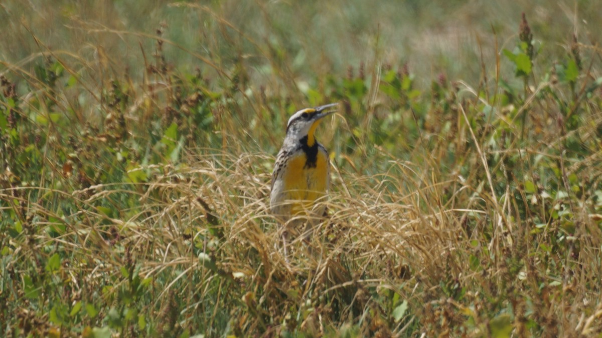 Chihuahuan Meadowlark - ML637406667