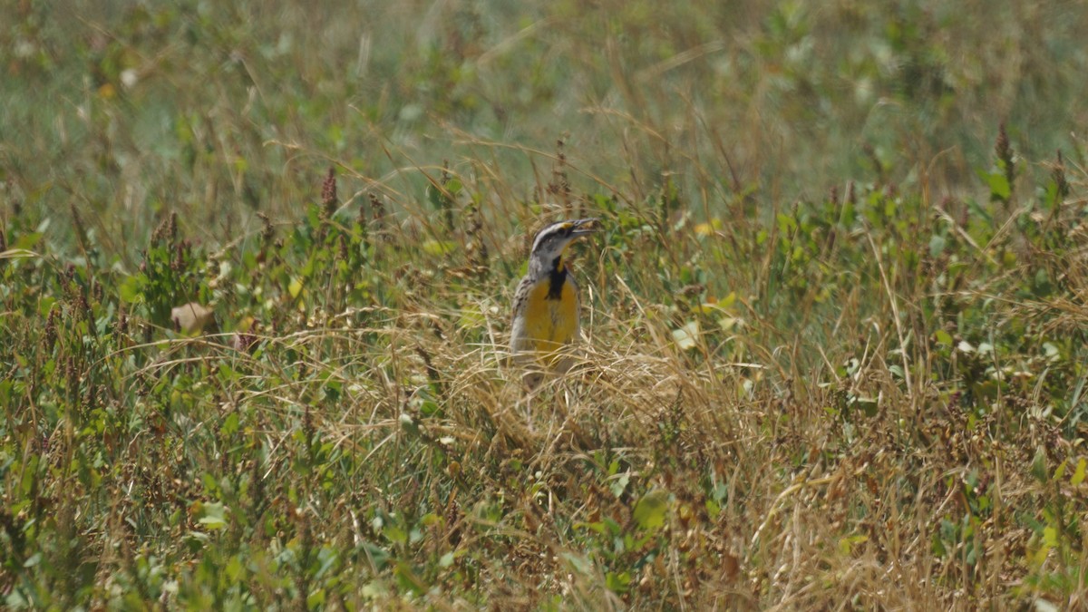 Chihuahuan Meadowlark - ML637406668