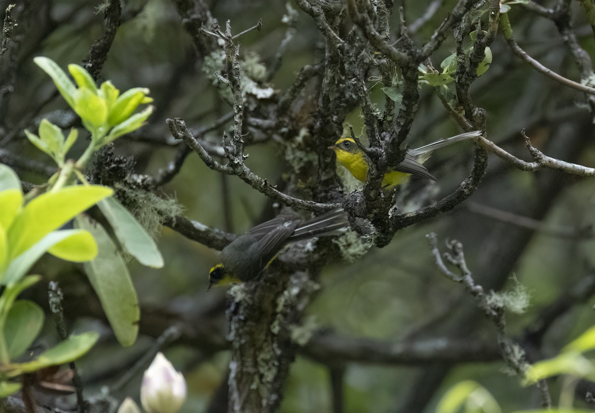 Yellow-bellied Fairy-Fantail - ML637406690