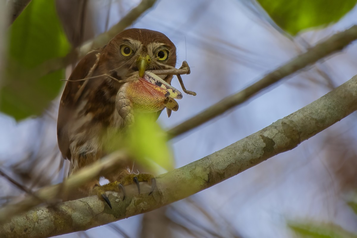 Ferruginous Pygmy-Owl - ML637406733