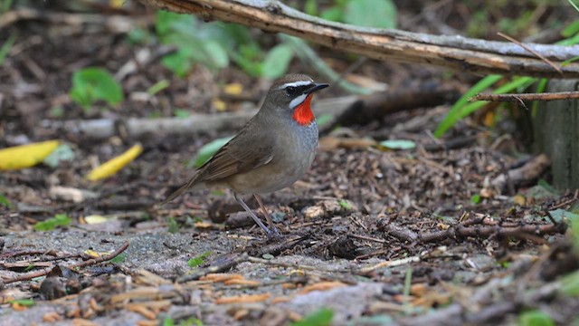 Siberian Rubythroat - ML637406746