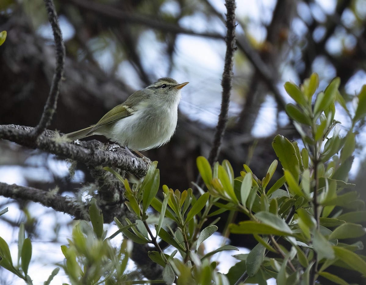 Davison's Leaf Warbler - ML637406750