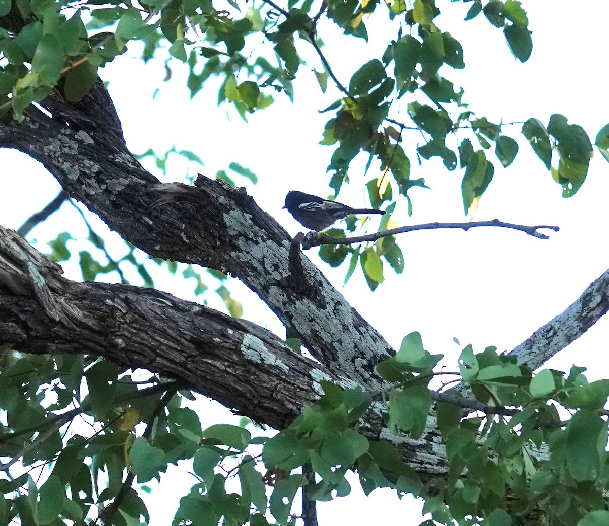 Southern Black-Tit - ML637406886