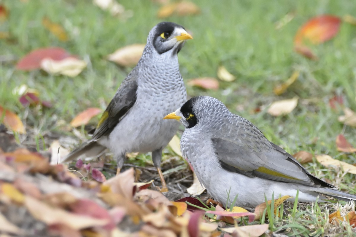 Noisy Miner - ML637406889