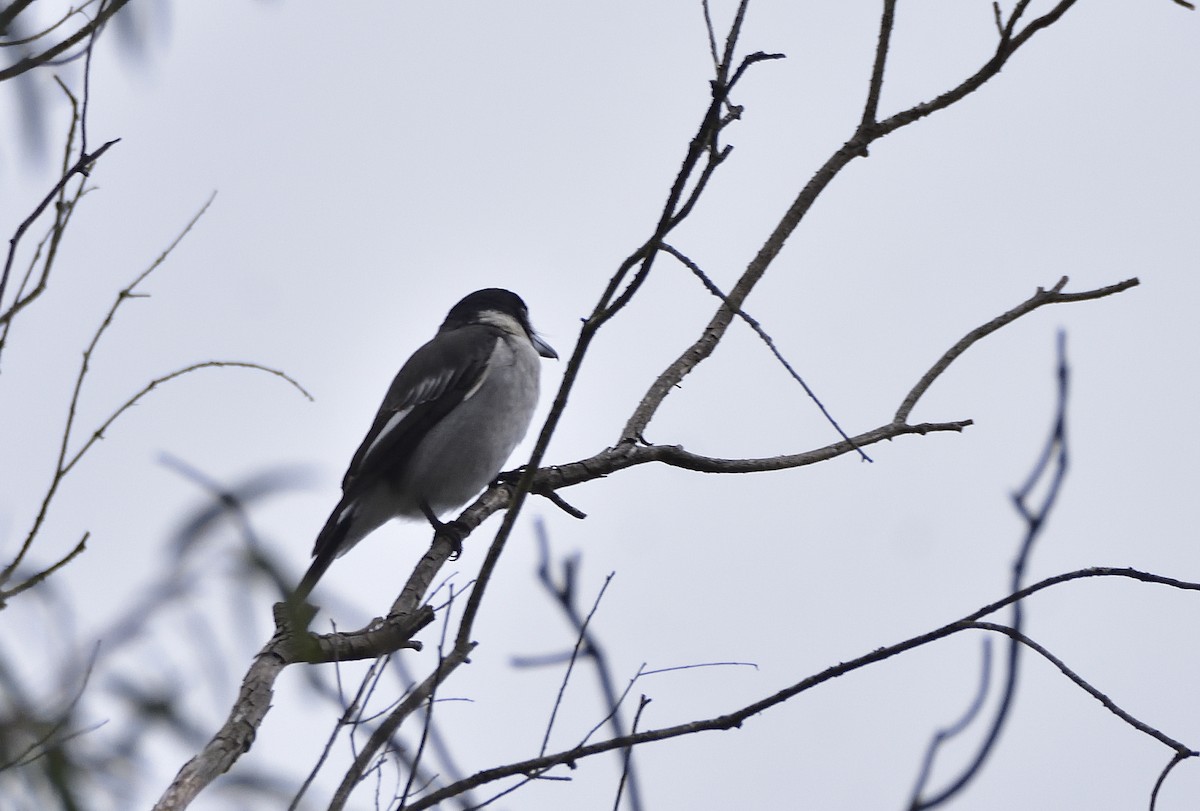 Gray Butcherbird - ML637406892